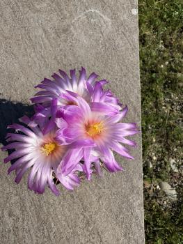 Thelocactus bicolor
